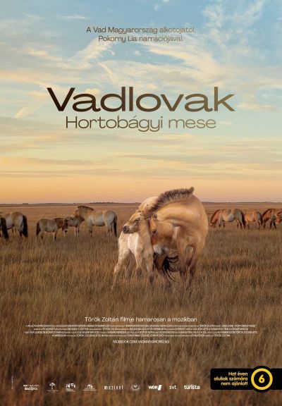 Plakát